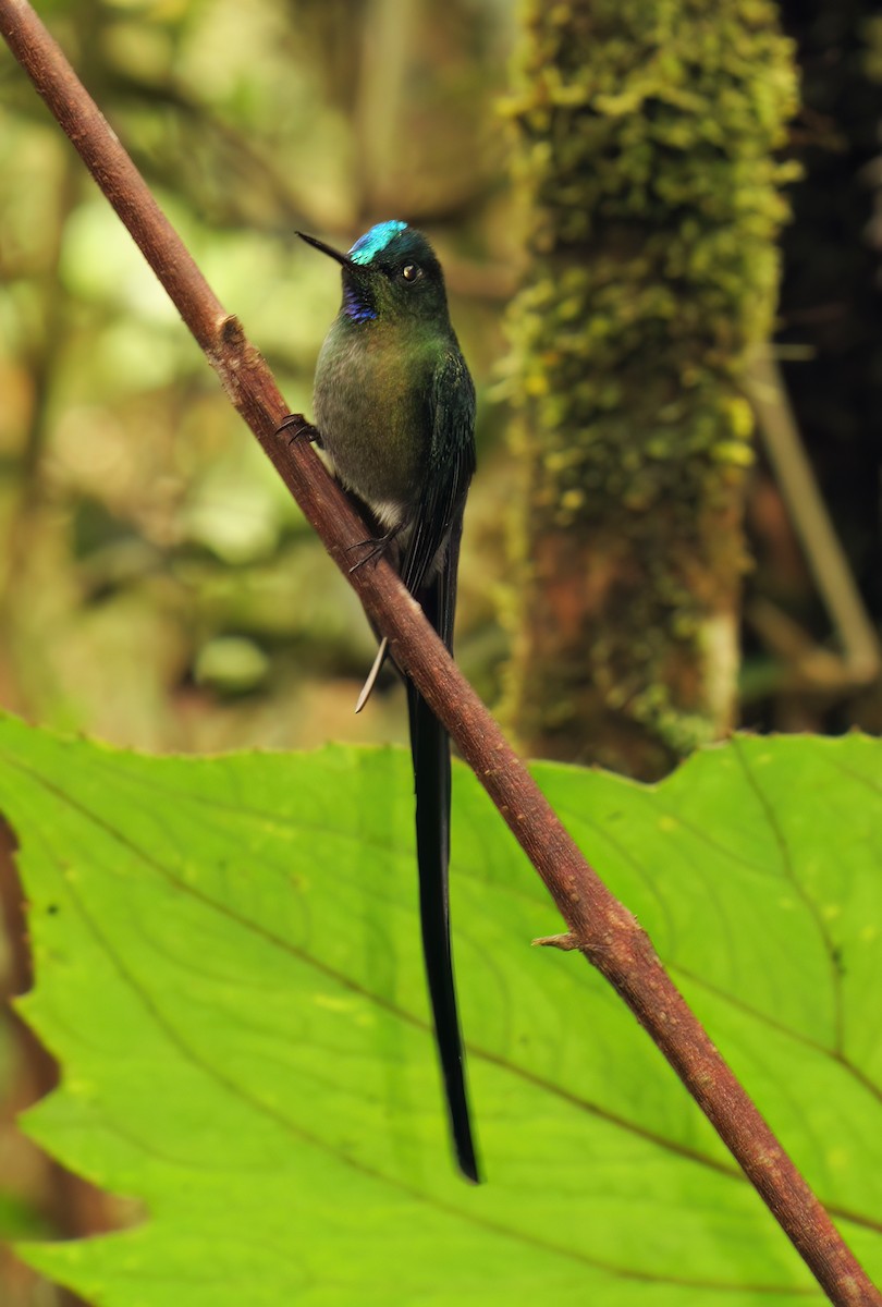 Long-tailed Sylph - ML644418418
