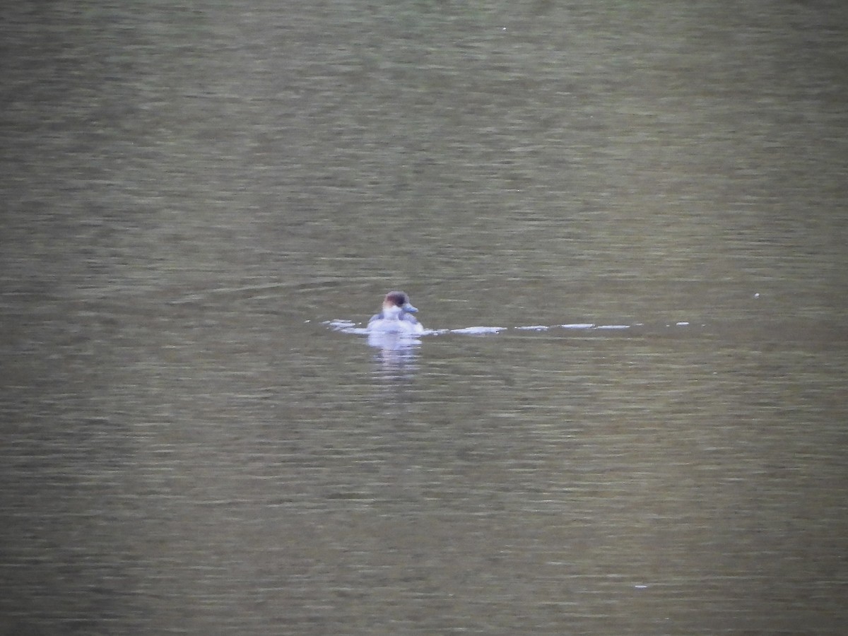 מרגון גמדי - ML644418419