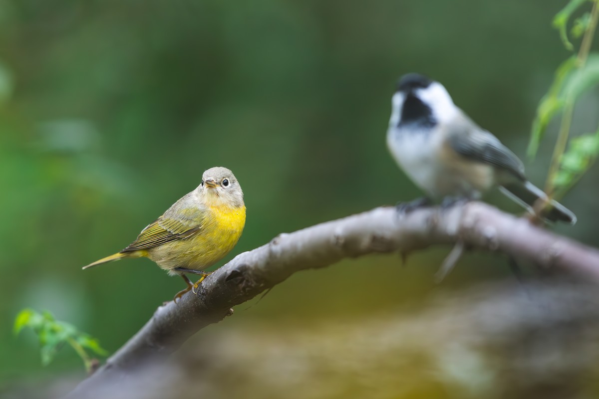 Nashville Warbler - ML644418420