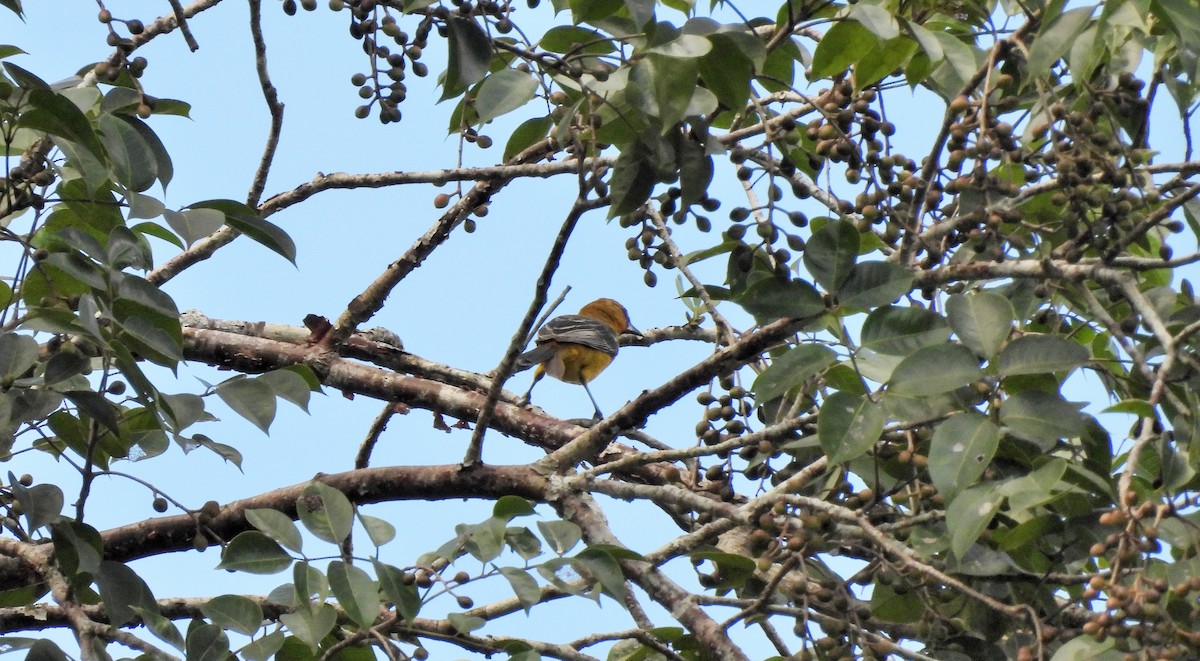 Oriole orange - ML644418424