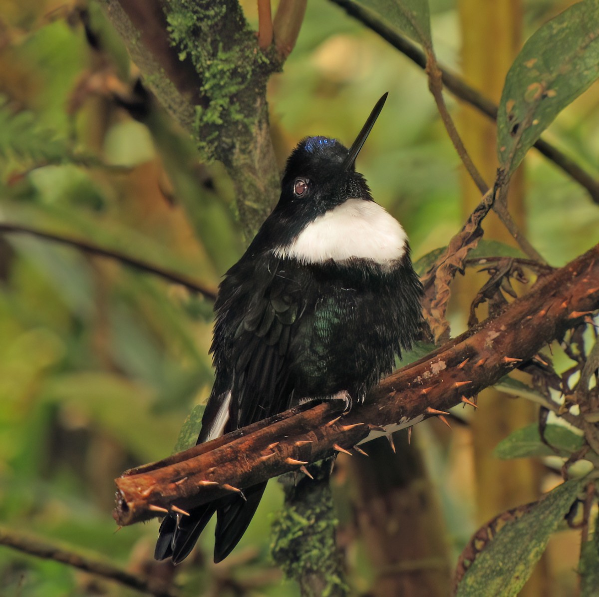 Collared Inca - ML644418425