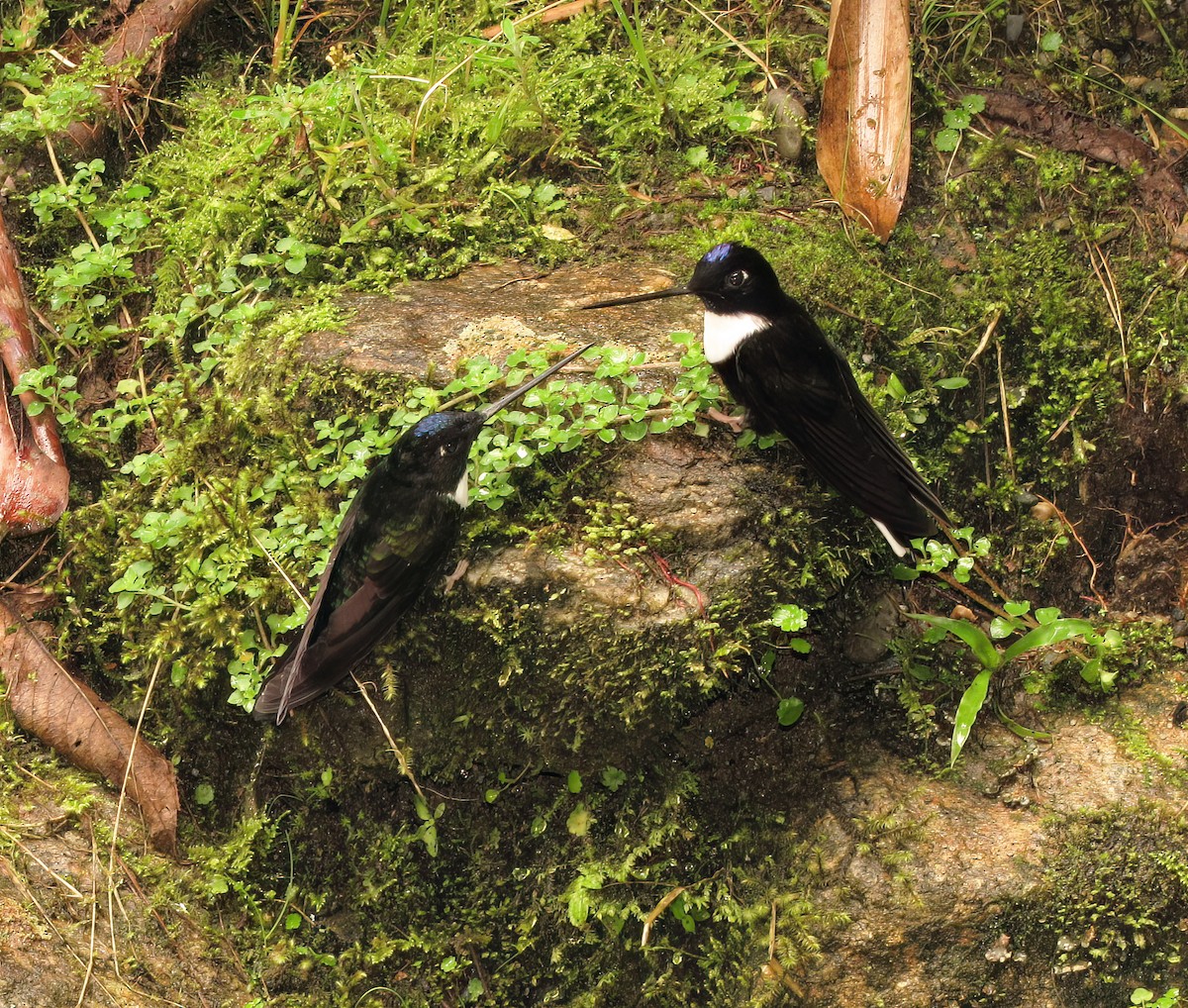 Collared Inca - ML644418426