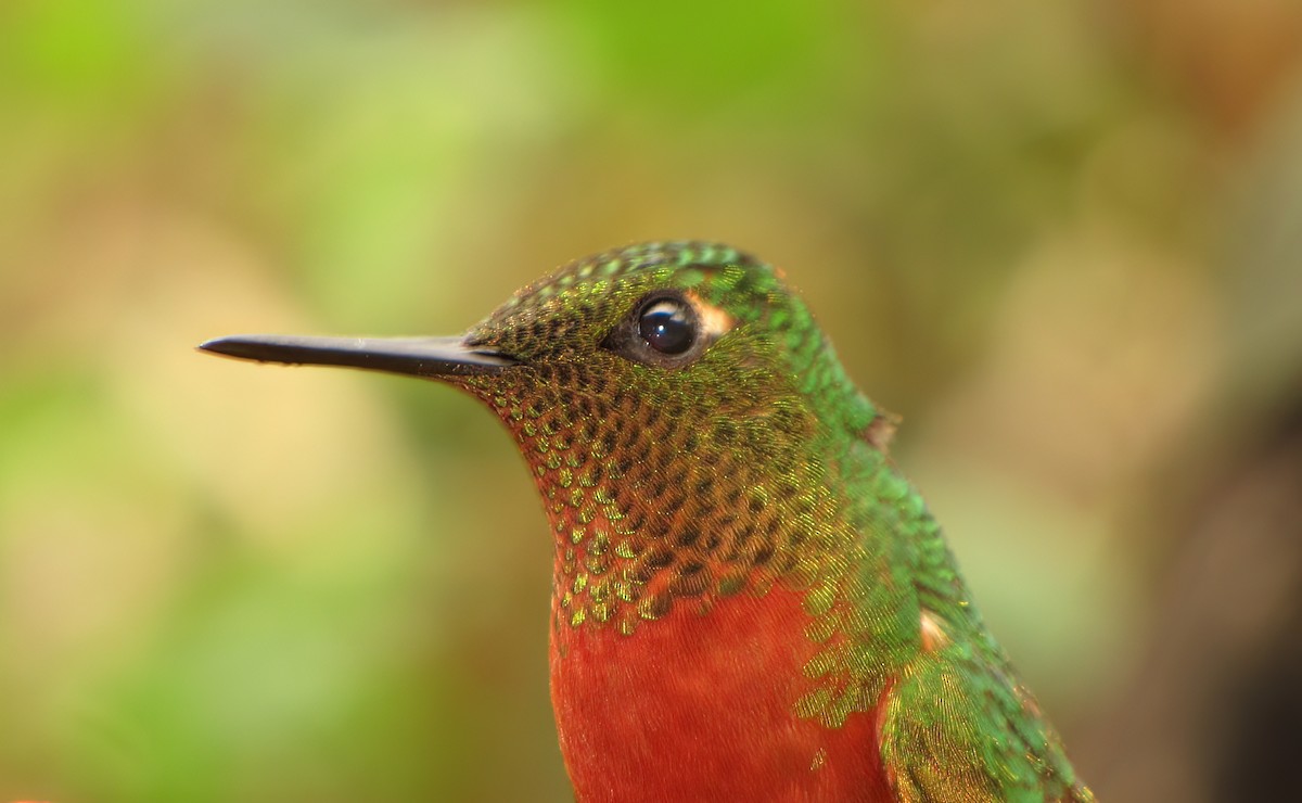 Chestnut-breasted Coronet - ML644418432