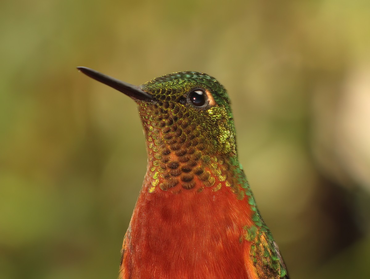 Chestnut-breasted Coronet - ML644418433