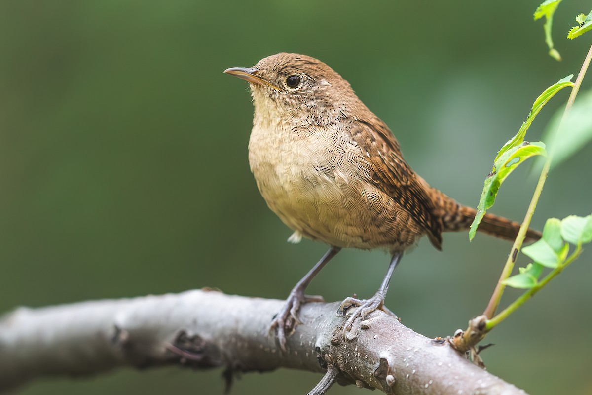 Northern House Wren - ML644418434