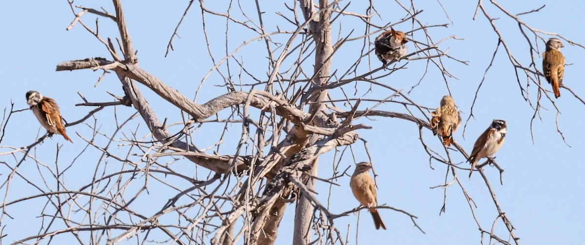 Black-headed Canary (Damara) - ML644418435