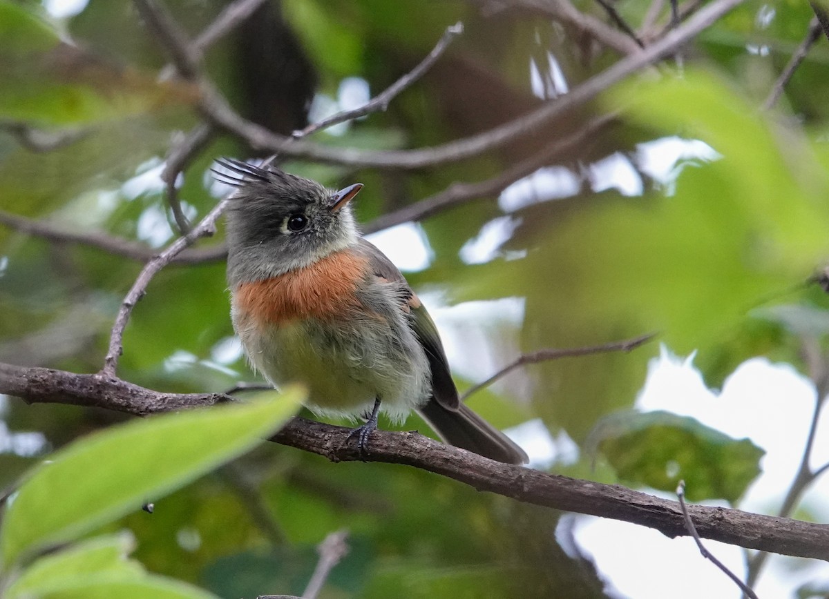 Belted Flycatcher - ML644418452