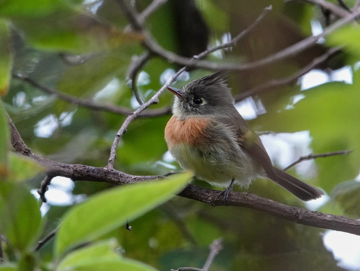 Belted Flycatcher - ML644418453
