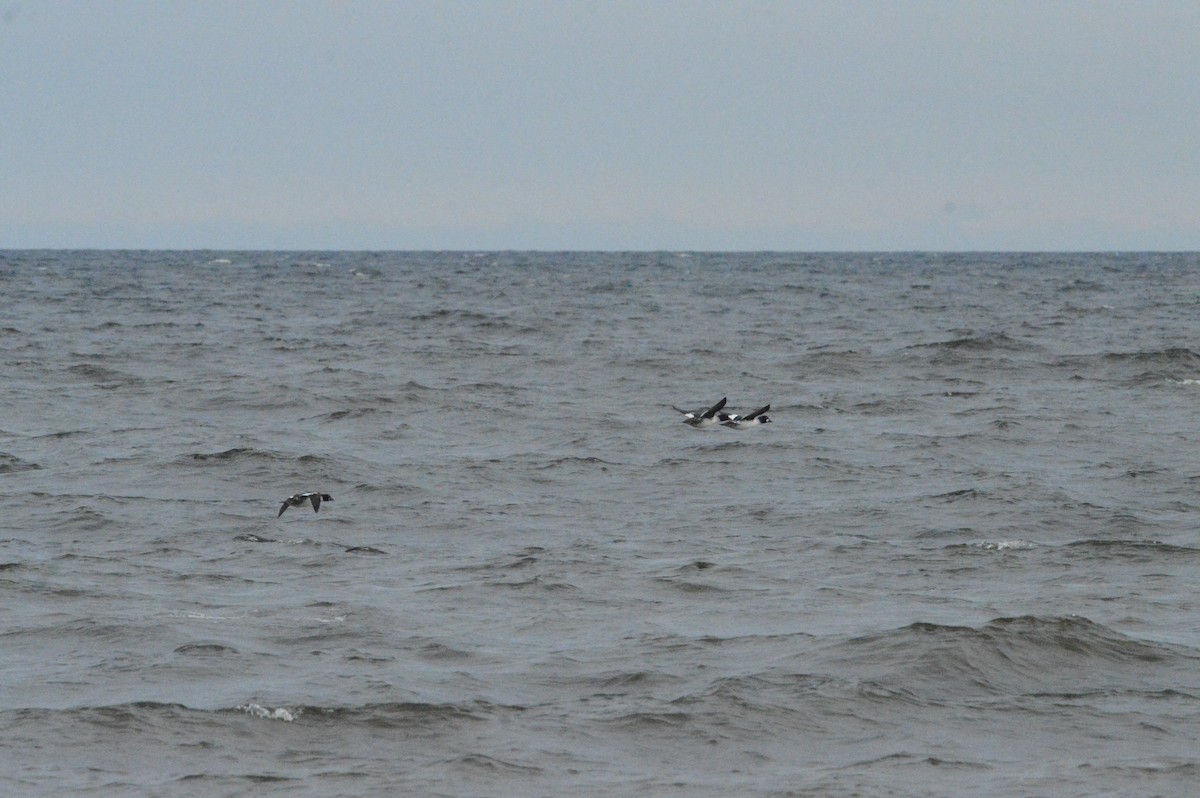 Гоголь - ML644418459