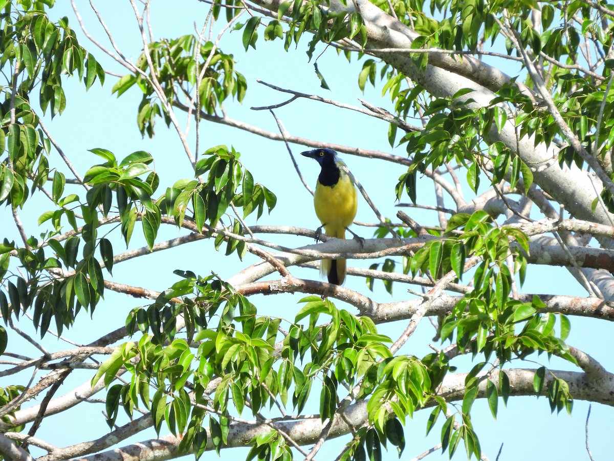 Inkablaurabe - ML644418462