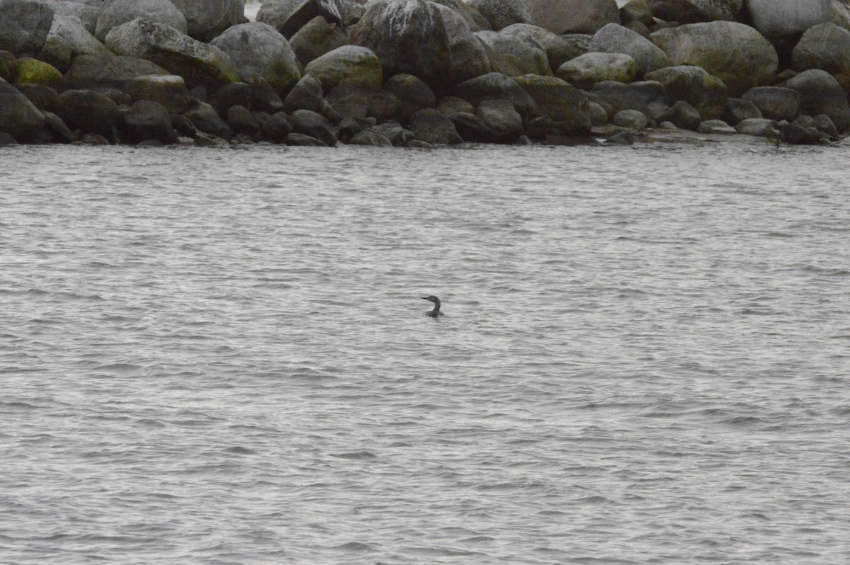 Prachttaucher - ML644418464