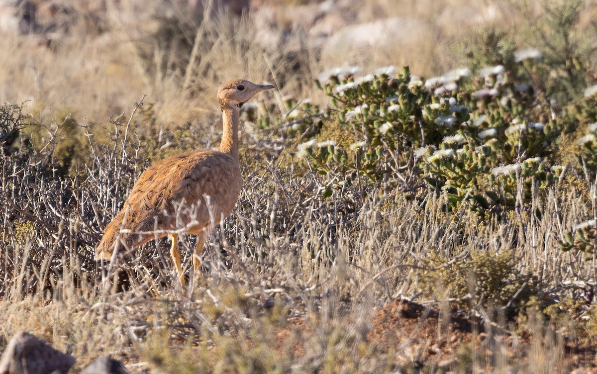 Karoo Bustard - ML644418467