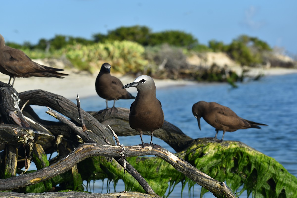 Brown Noddy - ML644418469