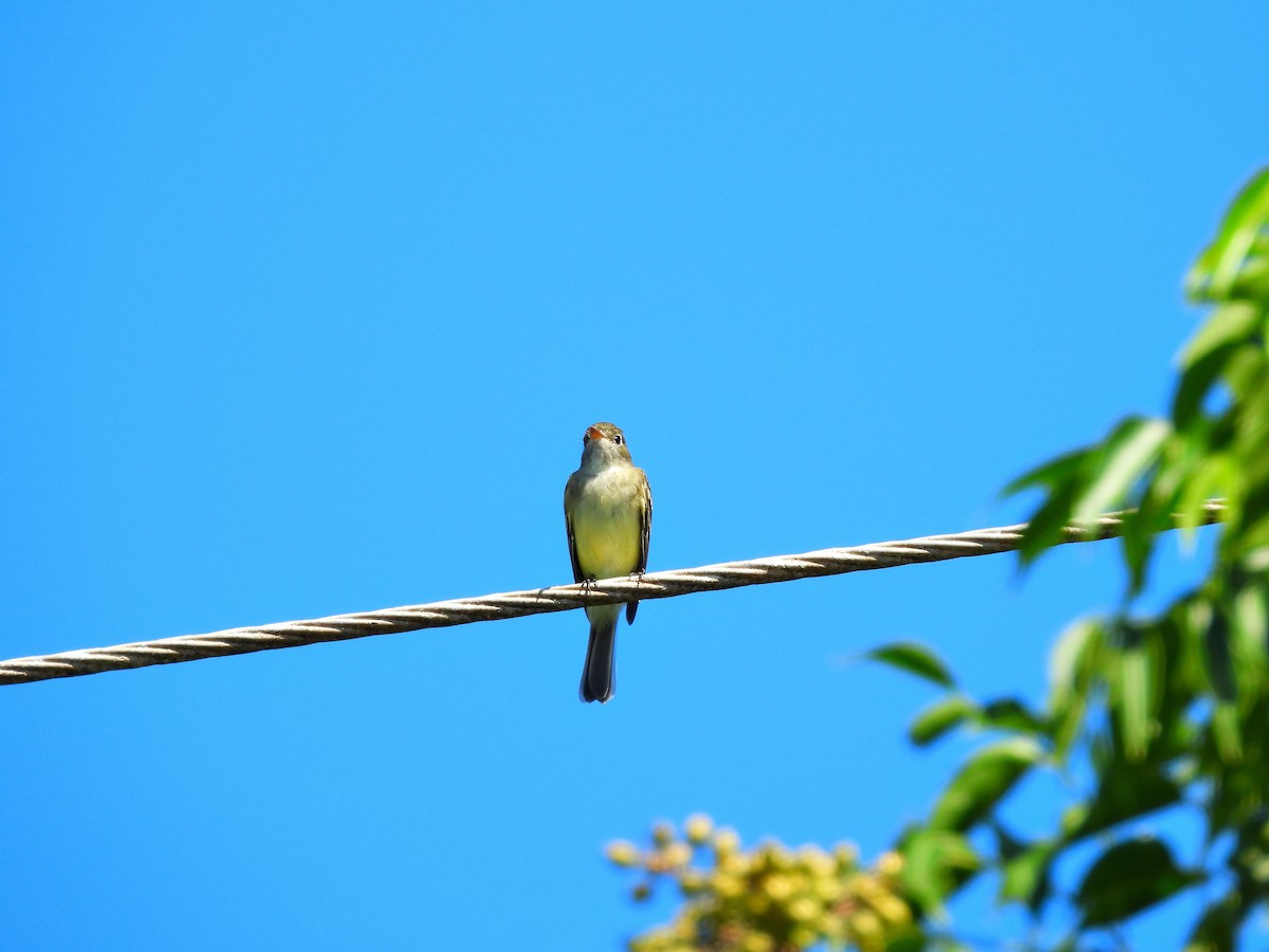 Least Flycatcher - ML644418474