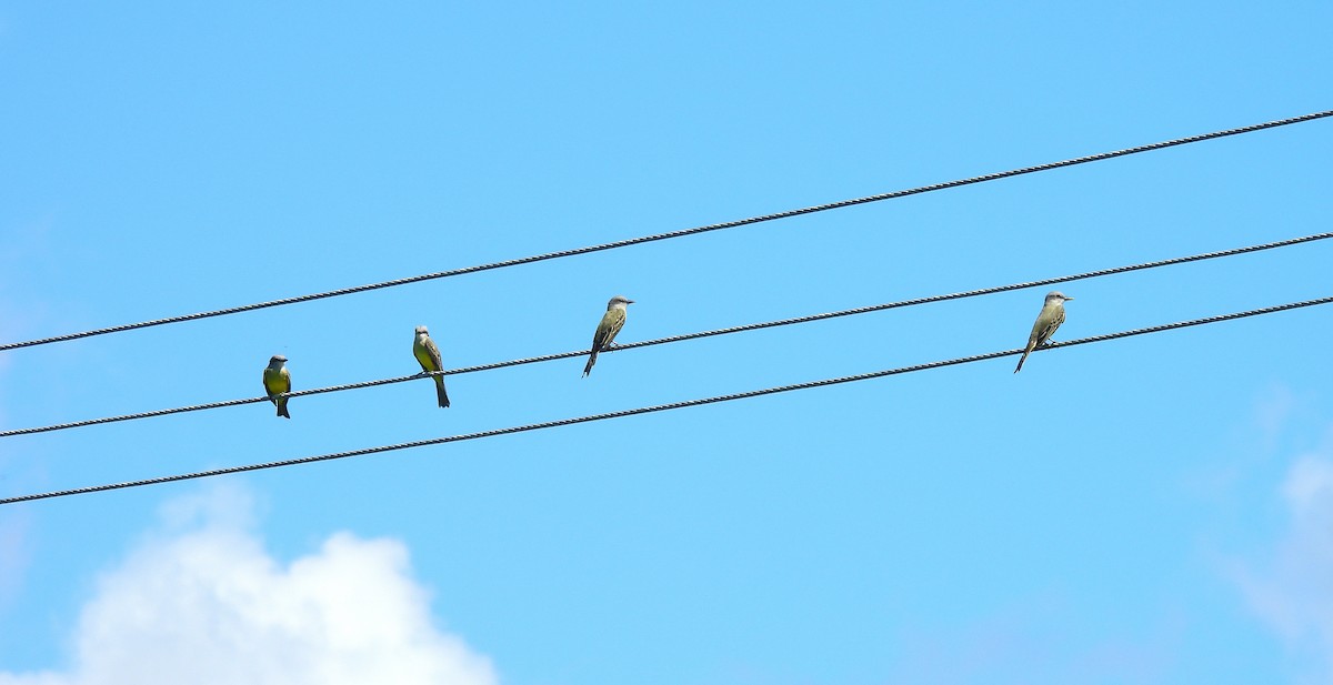 tropekongetyrann - ML644418476