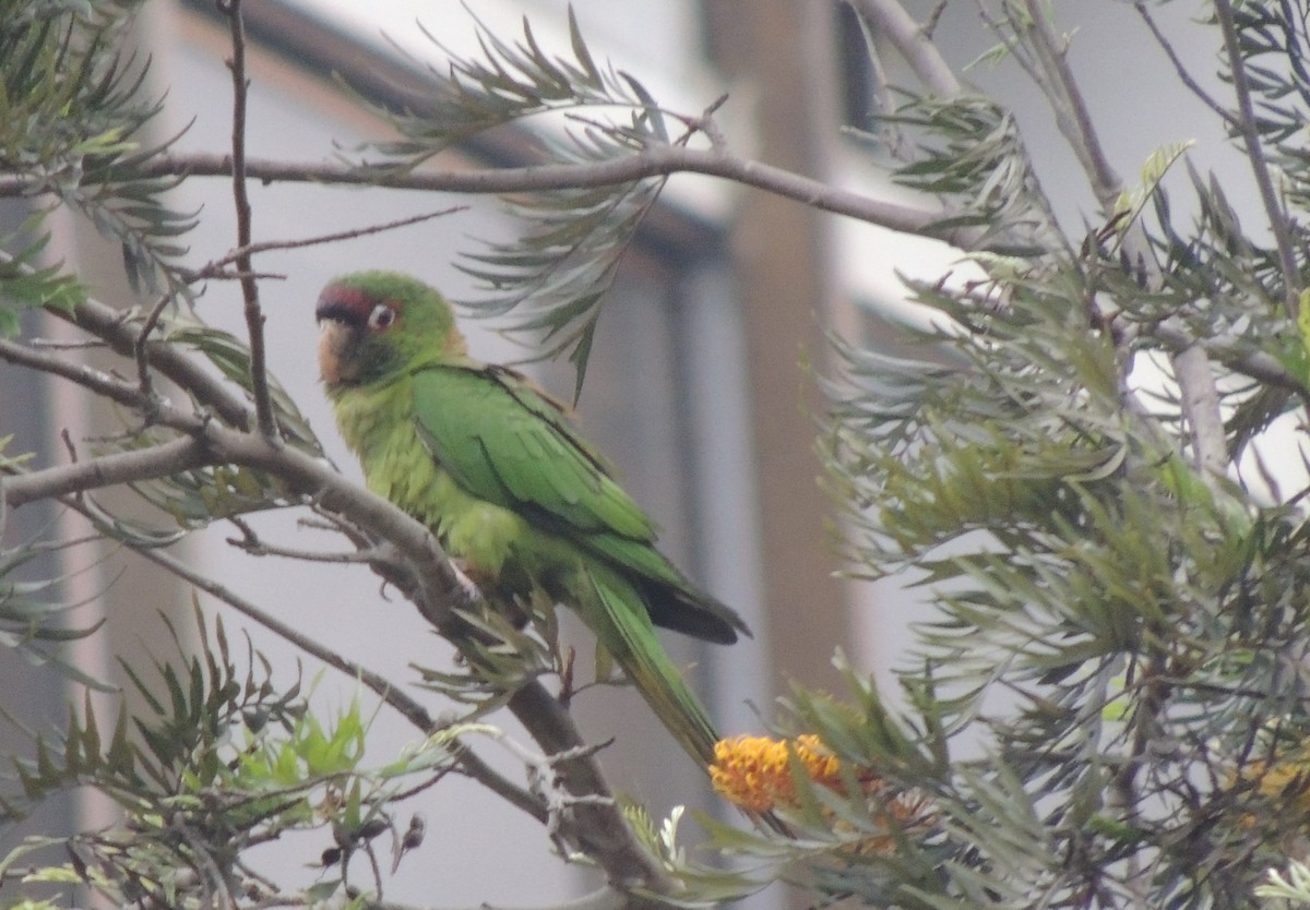 Alev Başlıklı Papağan - ML644418477