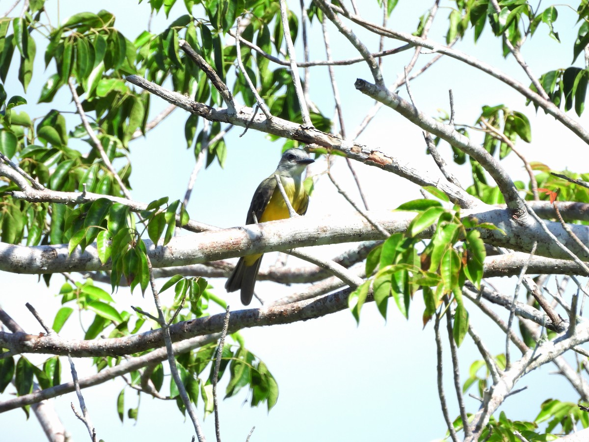 tropekongetyrann - ML644418478