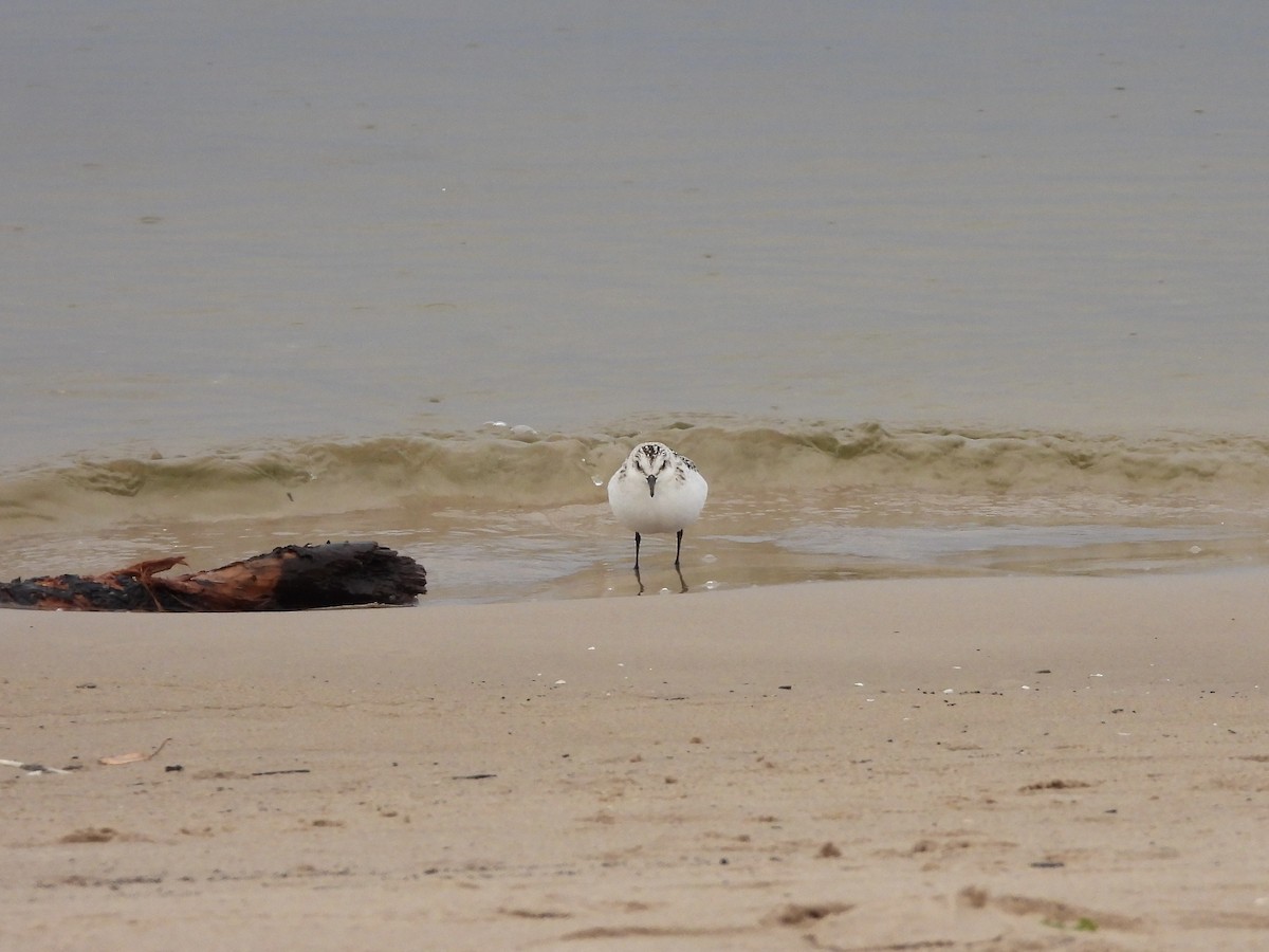 Sanderling - ML644418479