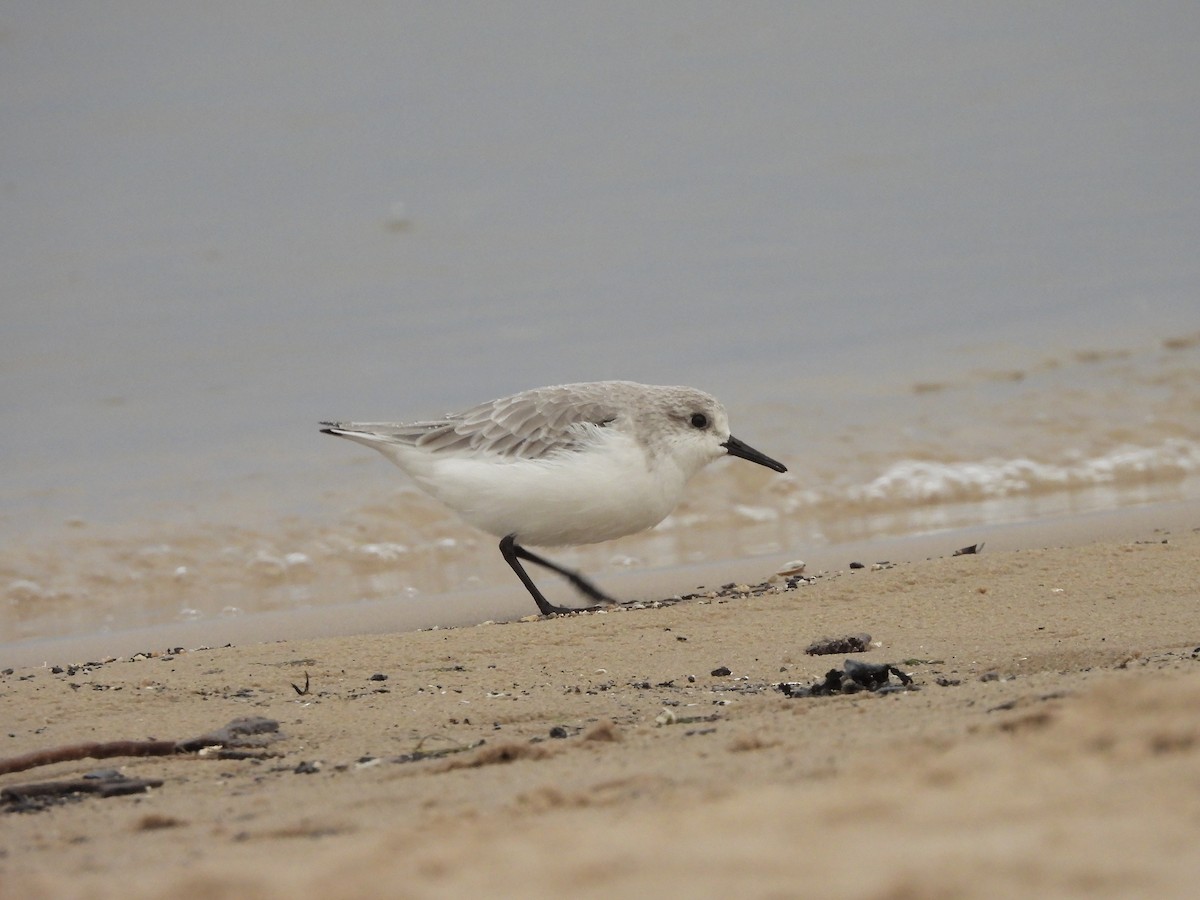 Sanderling - ML644418480