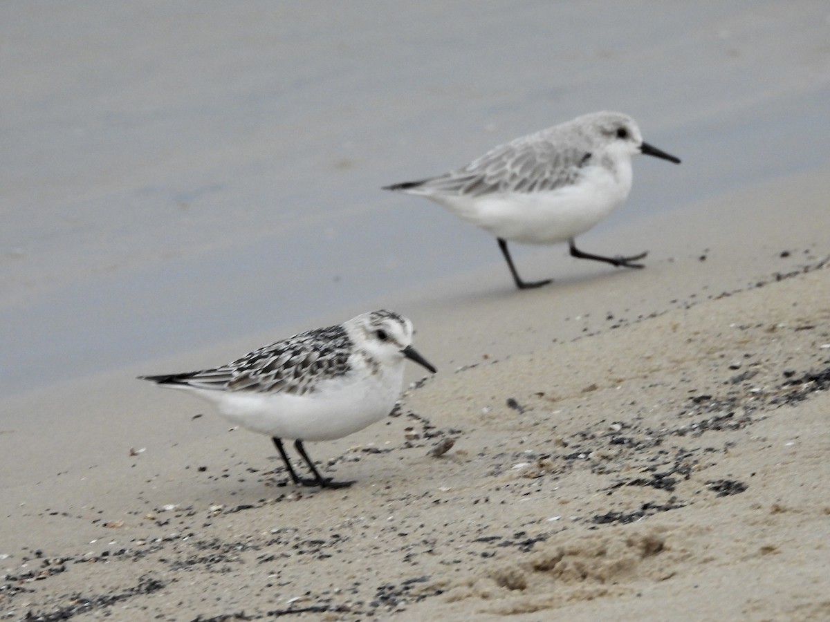 Sanderling - ML644418481