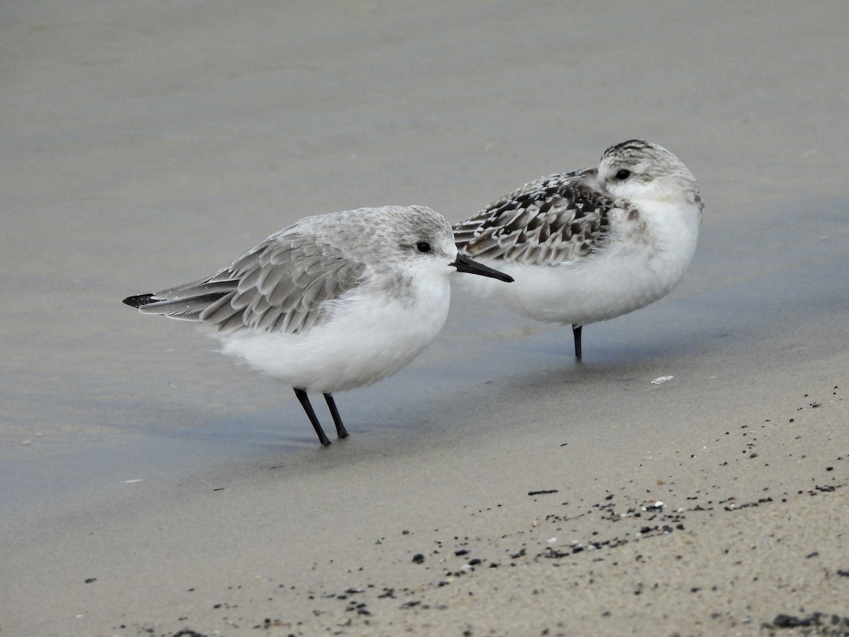 Sanderling - ML644418482