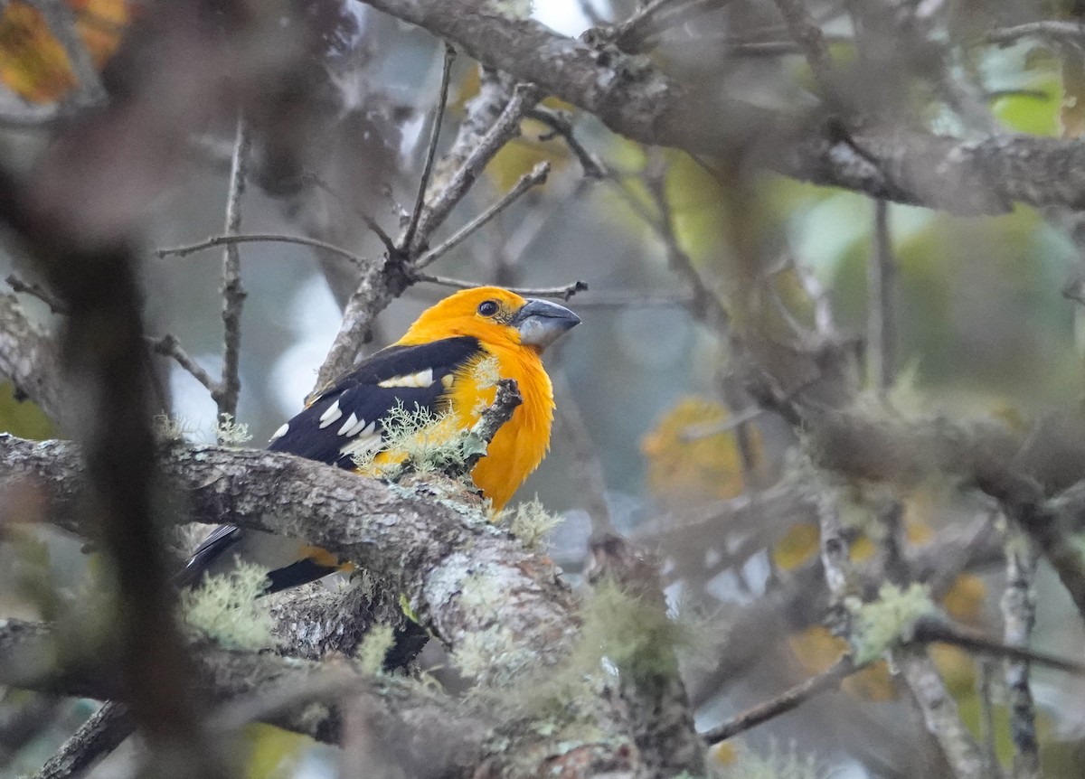 Yellow Grosbeak (Guatemalan) - ML644418484