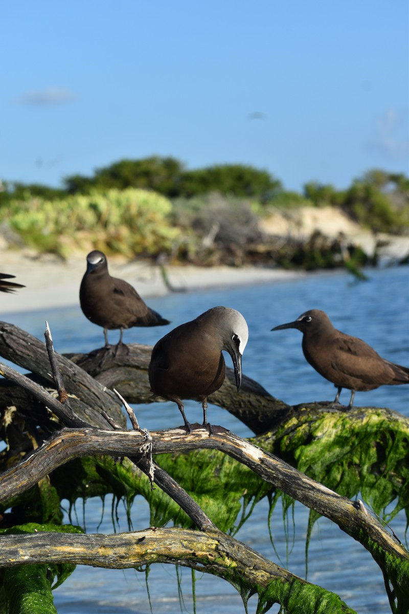 Brown Noddy - ML644418492