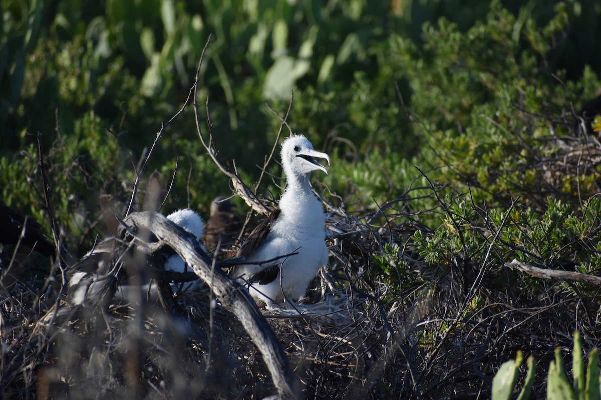 Magnificent Frigatebird (Magnificent) - ML644418524