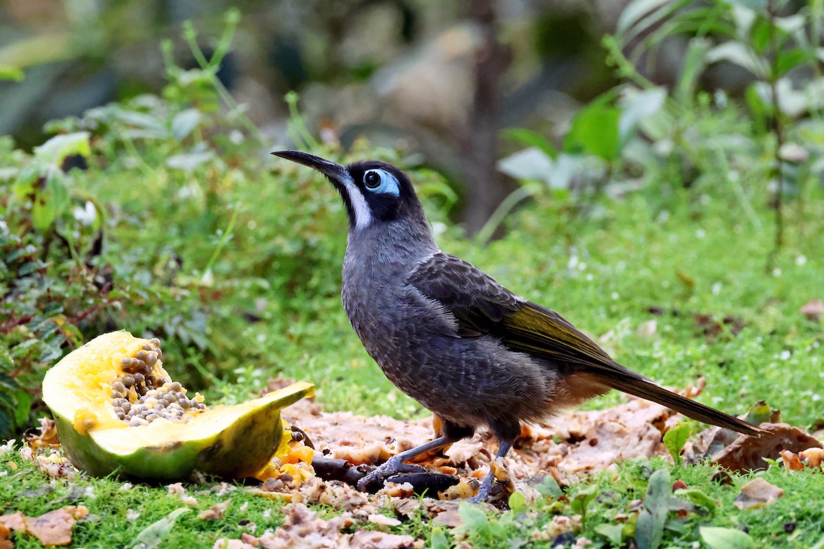 Belford's Melidectes - ML644418532