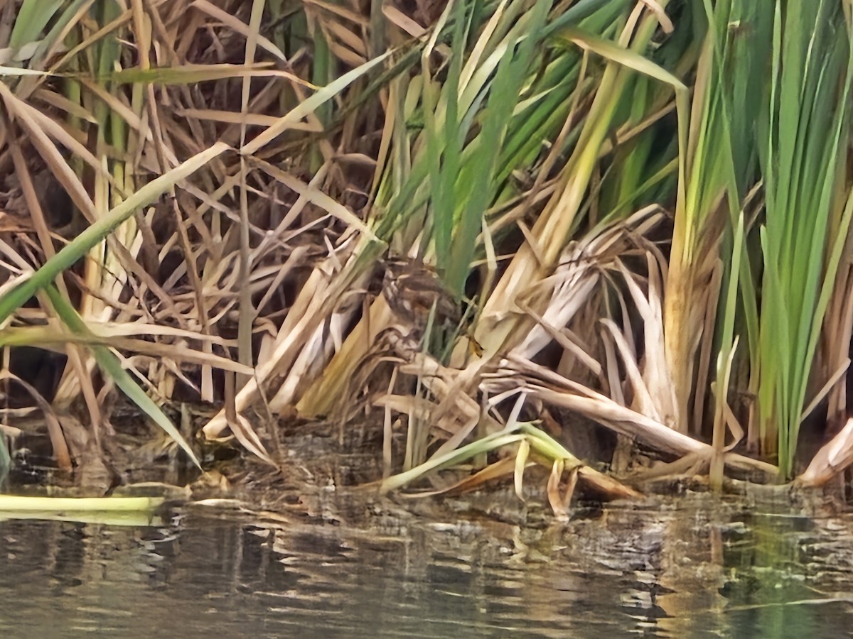 Grive mauvis - ML644418535