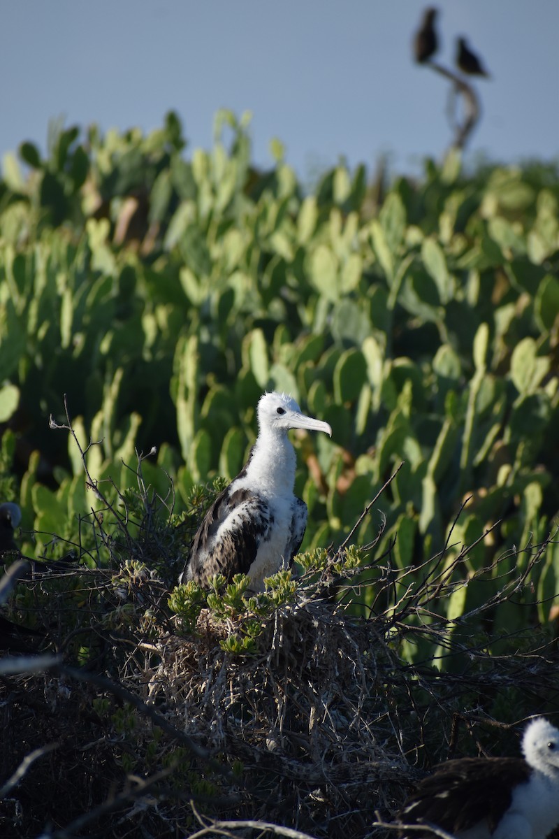 Magnificent Frigatebird (Magnificent) - ML644418540