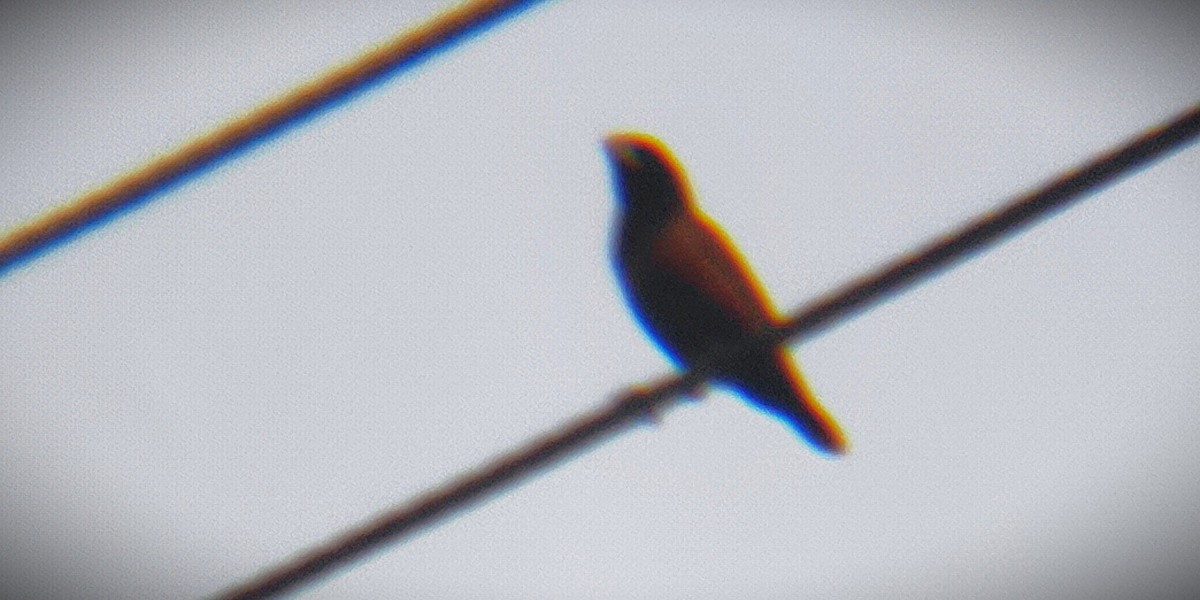 Chestnut Munia - ML644418548