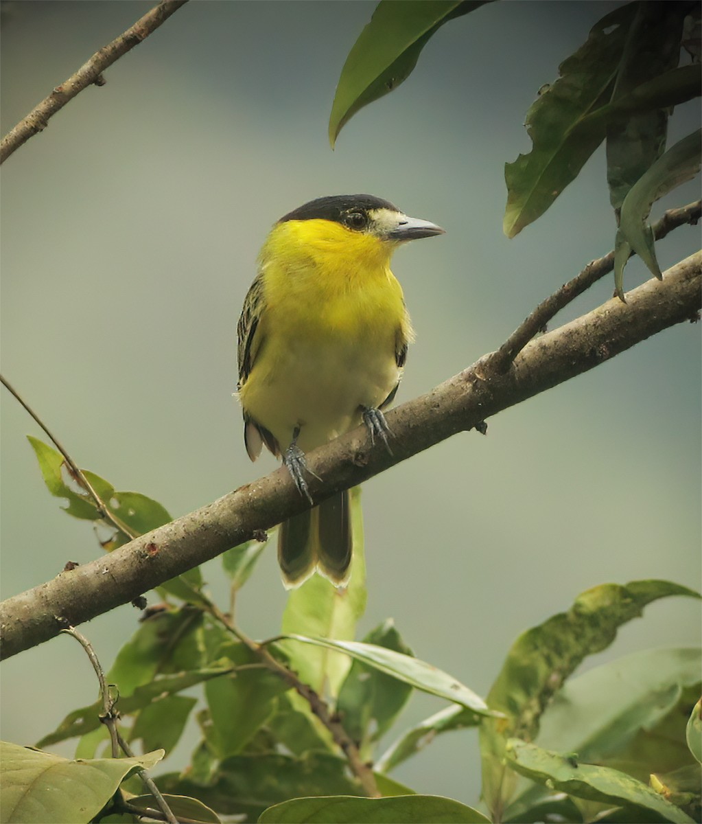 Green-backed Becard - ML644418549