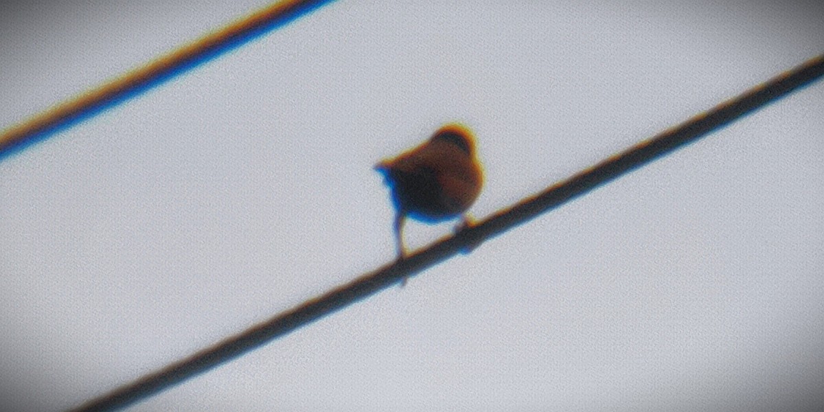 Chestnut Munia - ML644418550