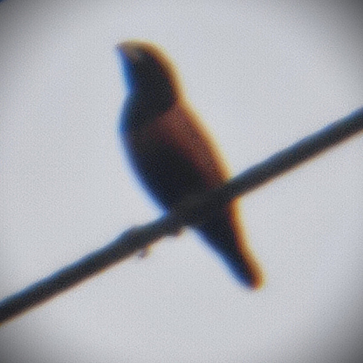 Chestnut Munia - ML644418551