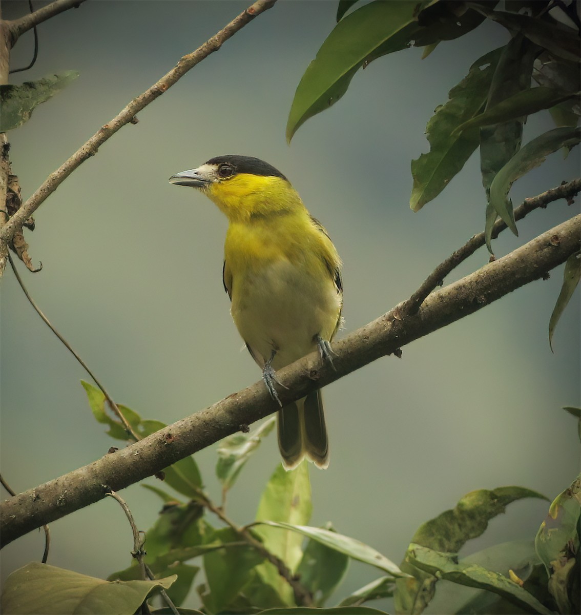 Green-backed Becard - ML644418552