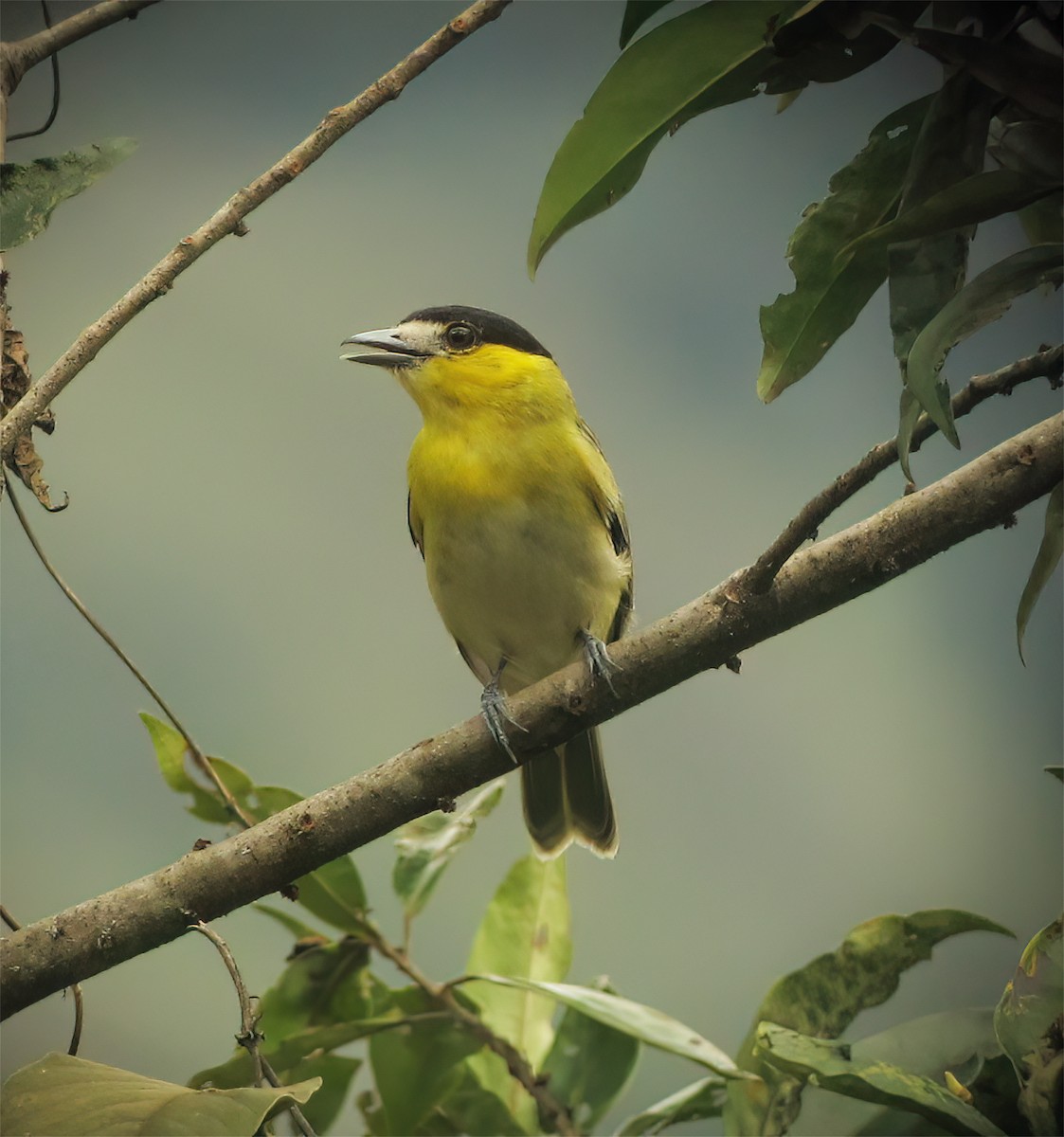 Green-backed Becard - ML644418553