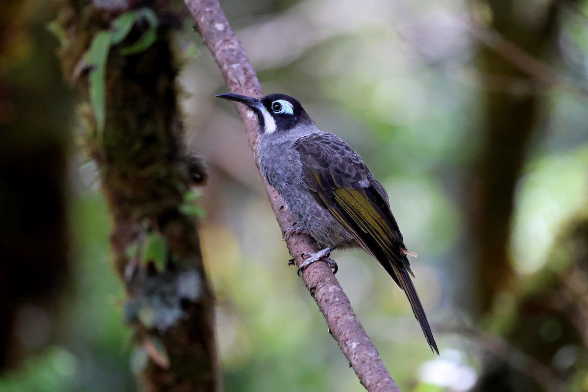 Belford's Melidectes - ML644418555