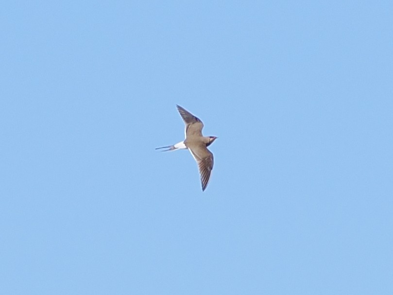 Rotflügel-Brachschwalbe - ML644418558