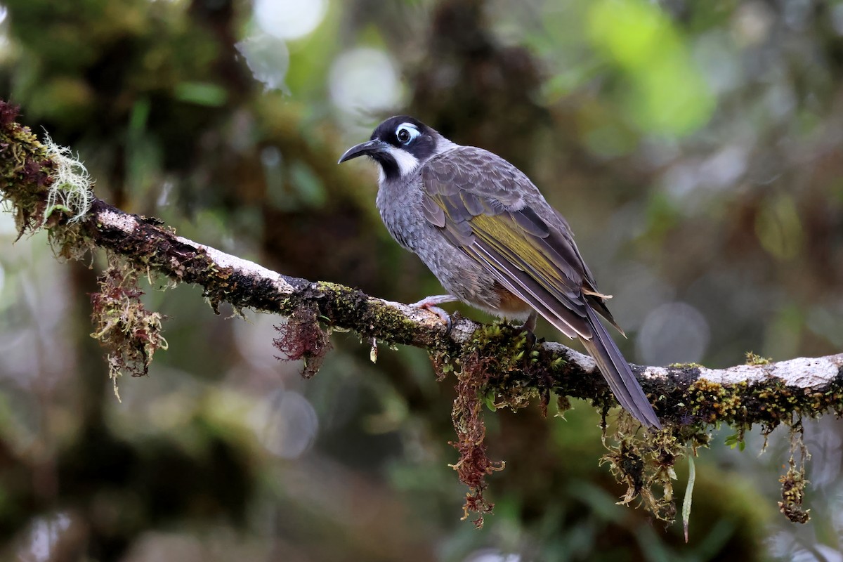 Belford's Melidectes - ML644418566