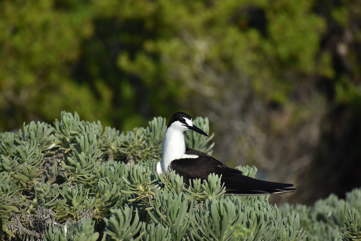 Sooty Tern - ML644418568