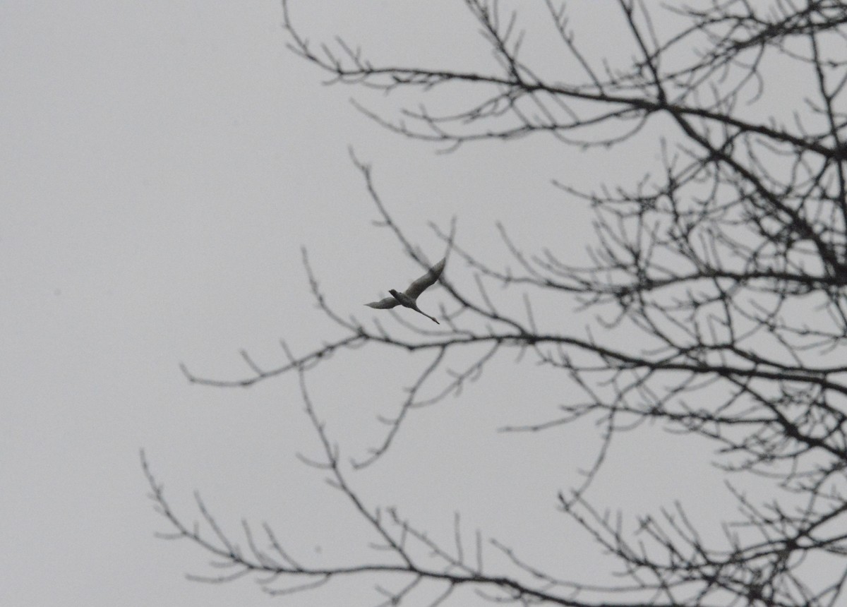 swan sp. - ML644418569