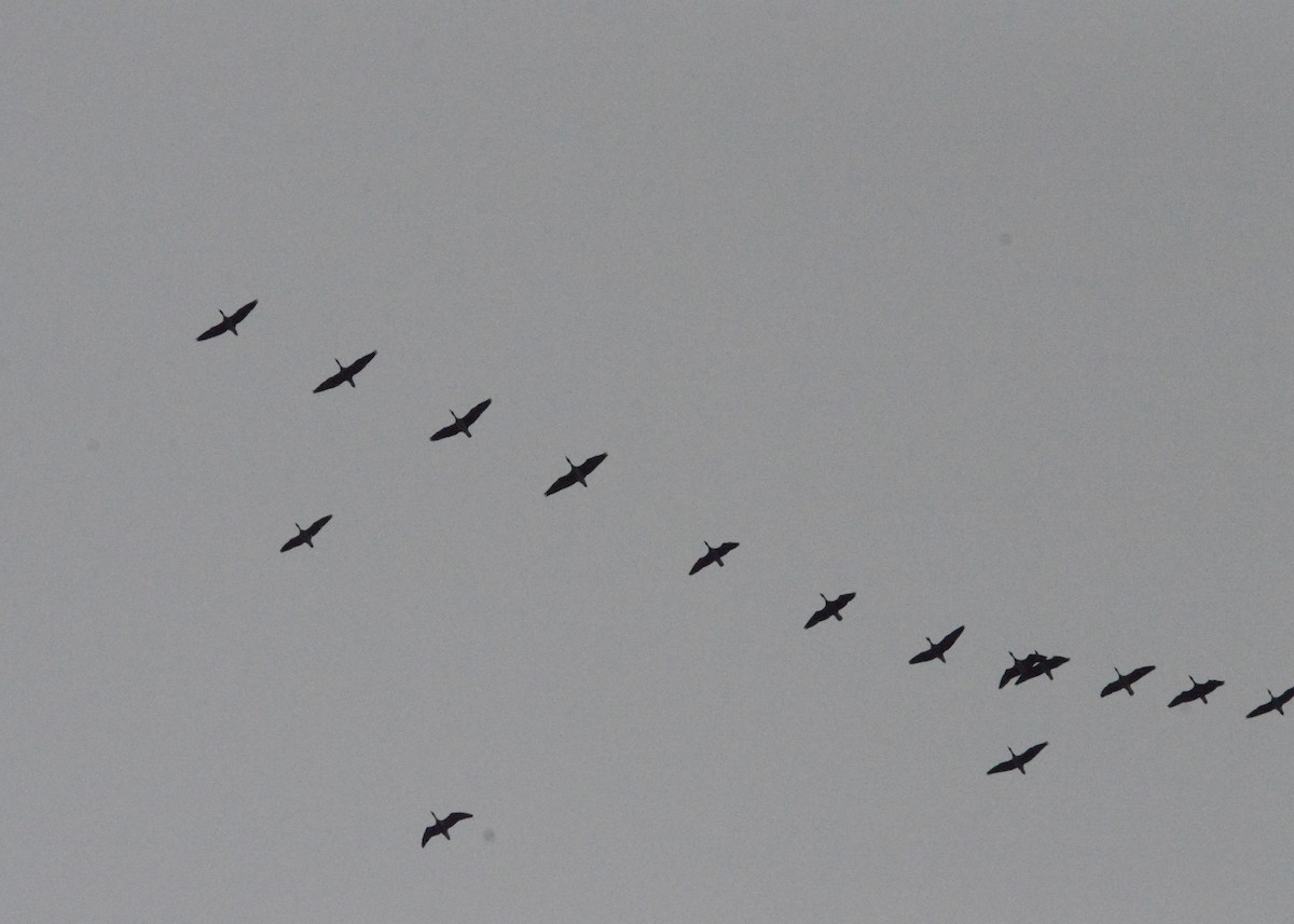 goose sp. - ML644418582