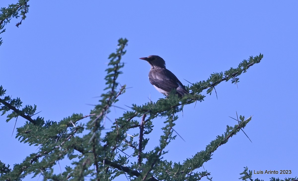 Wattled Starling - ML644418583