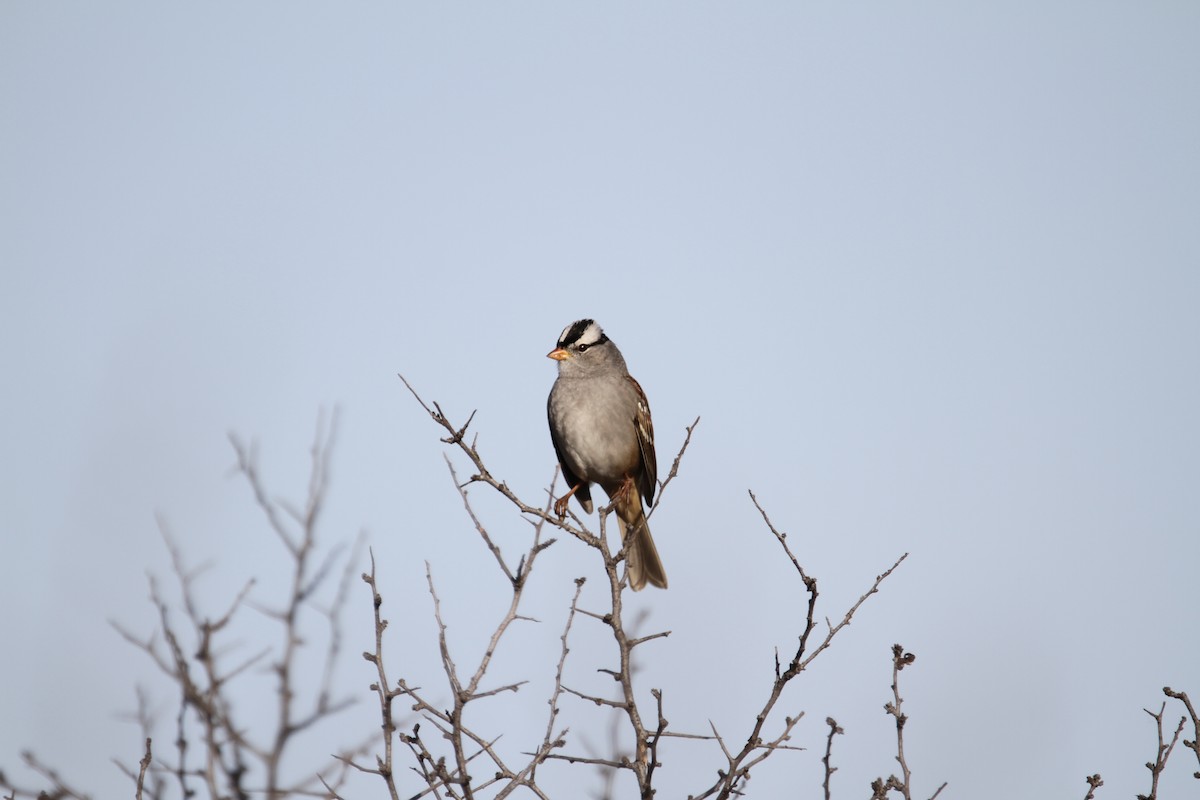 Белобровая овсянка - ML644418595