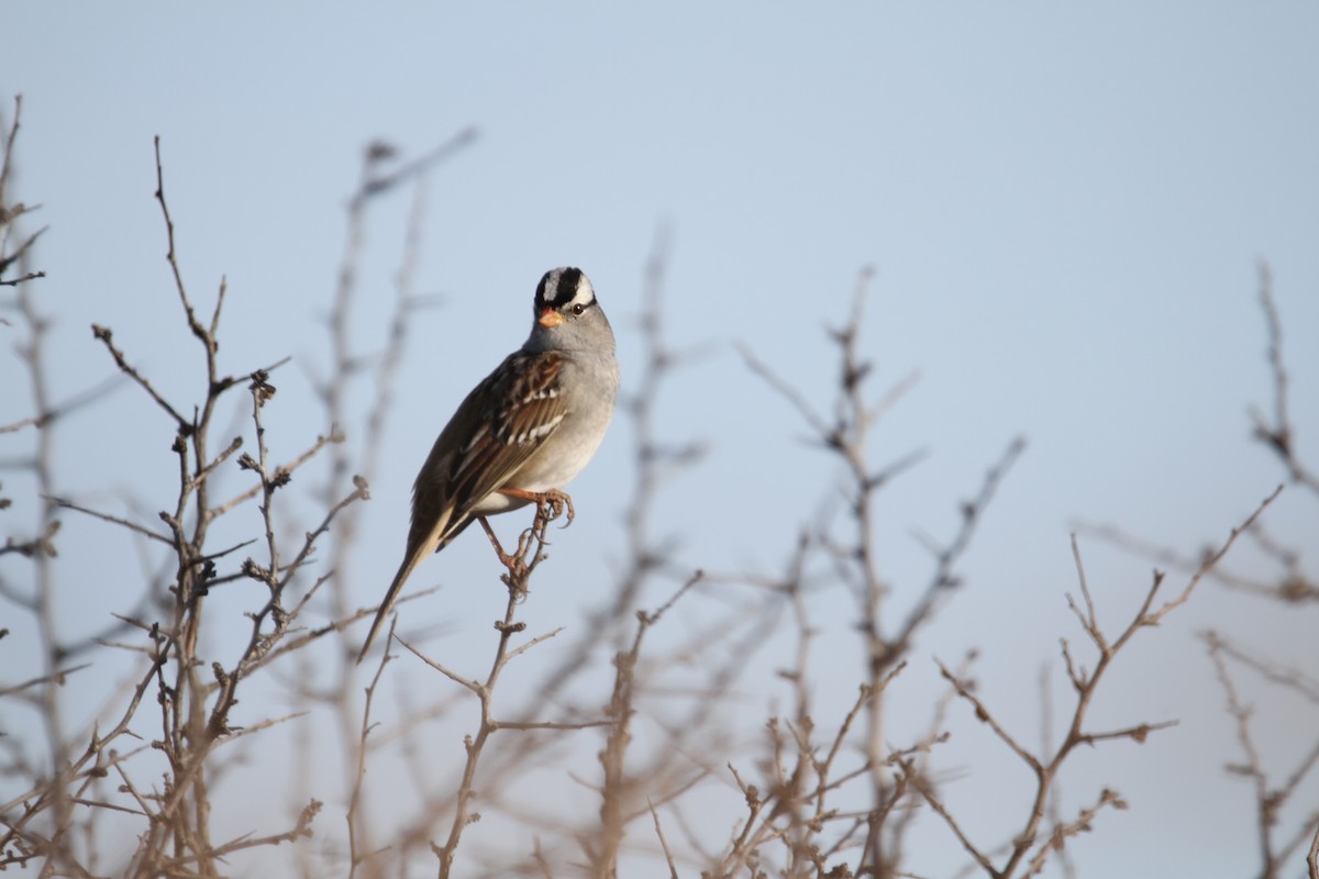 Белобровая овсянка - ML644418596
