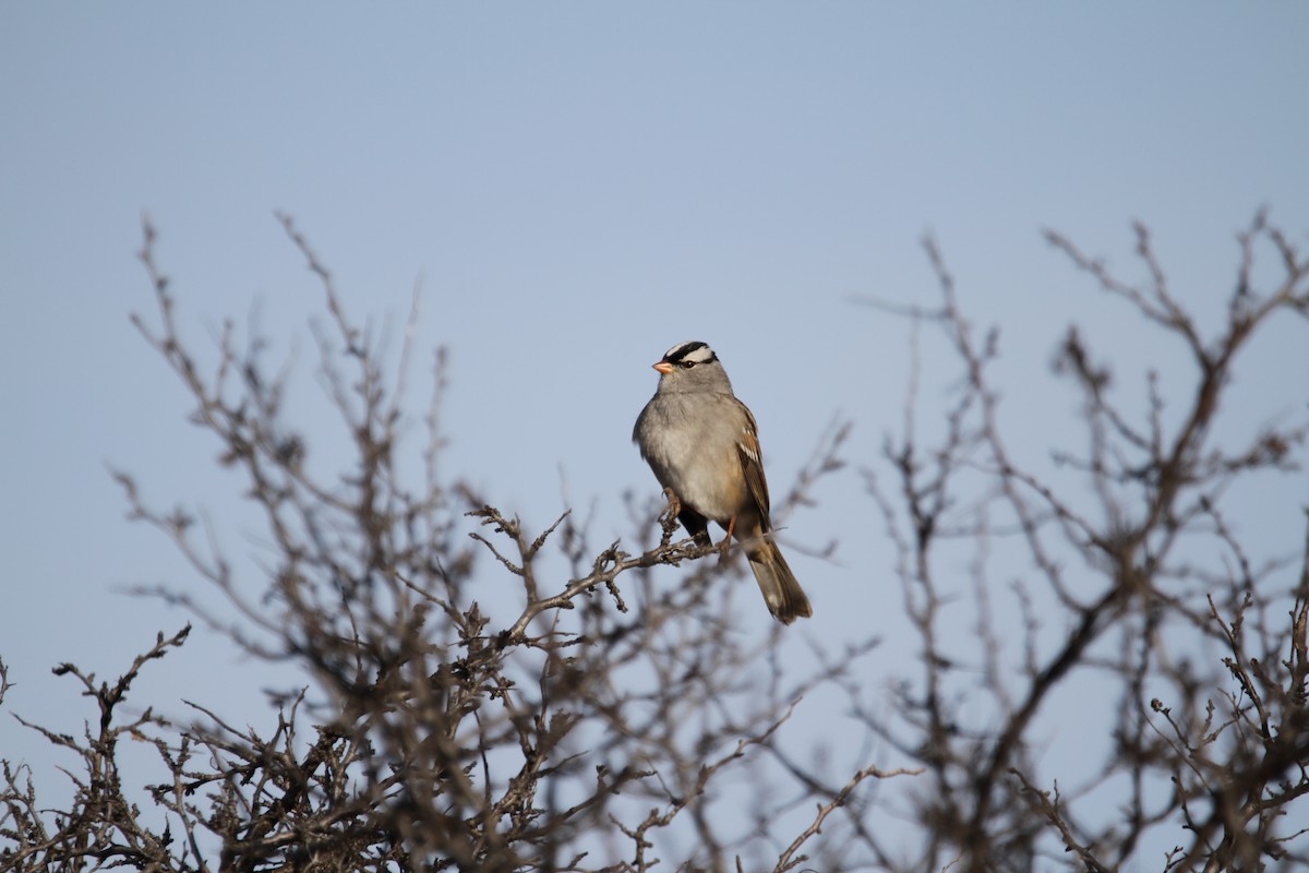 Белобровая овсянка - ML644418597