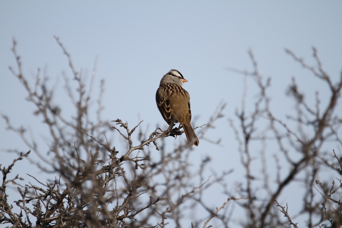 Белобровая овсянка - ML644418598