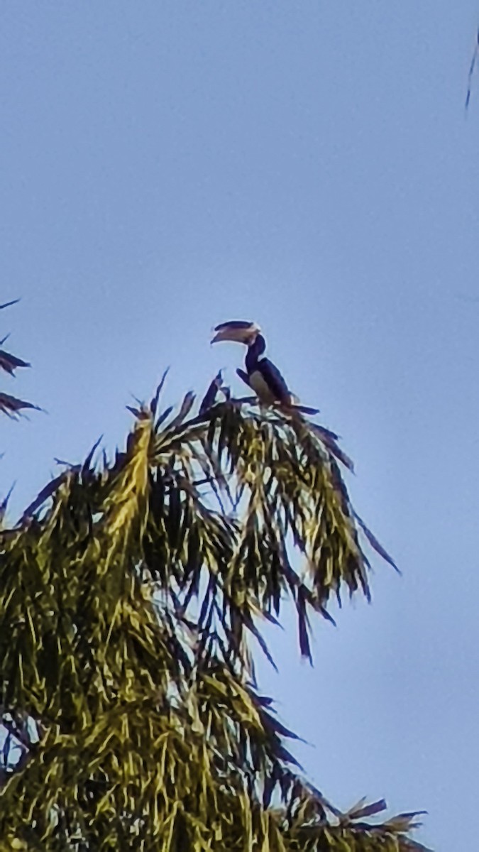 Cálao Coronado - ML644418613