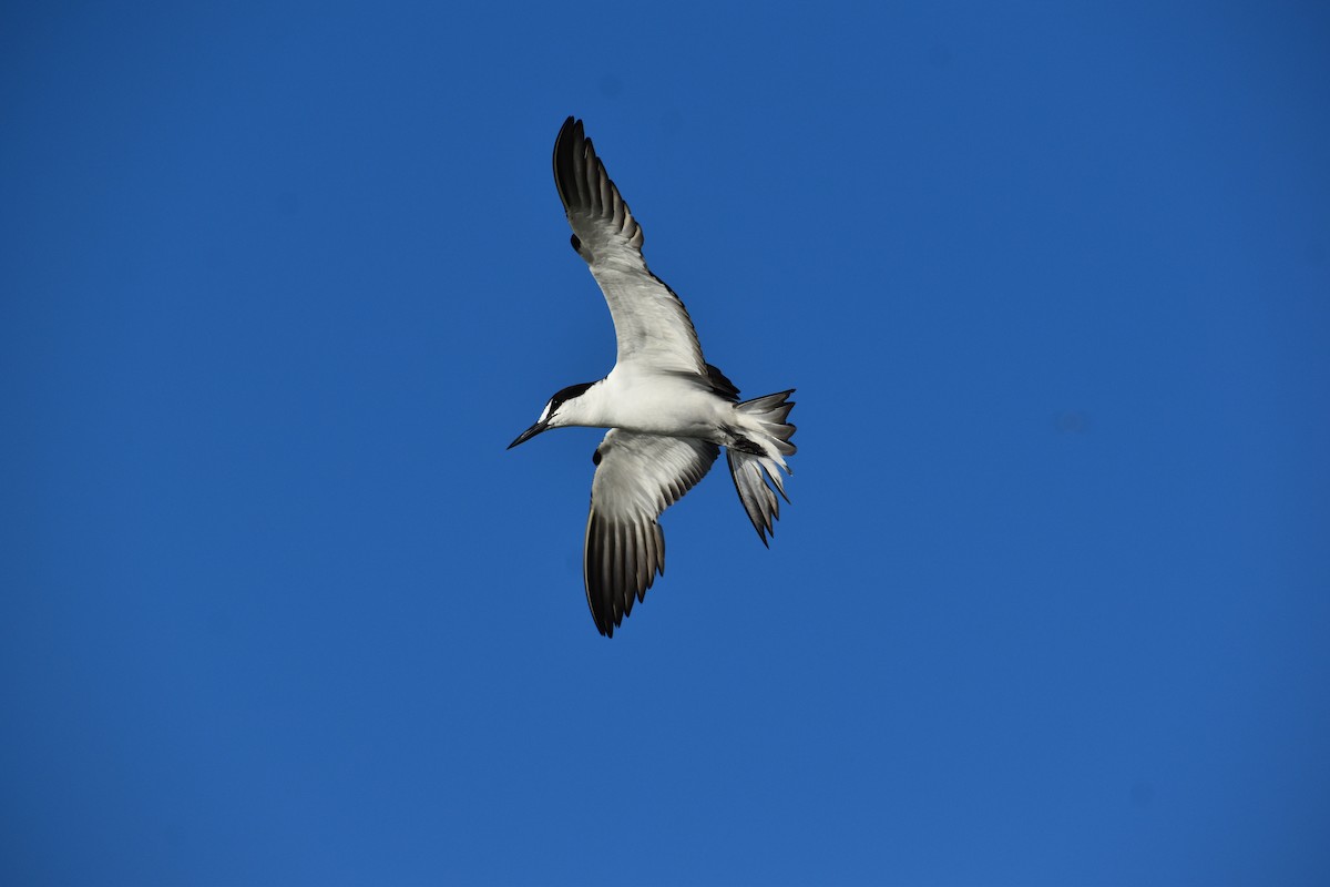 Sooty Tern - ML644418625